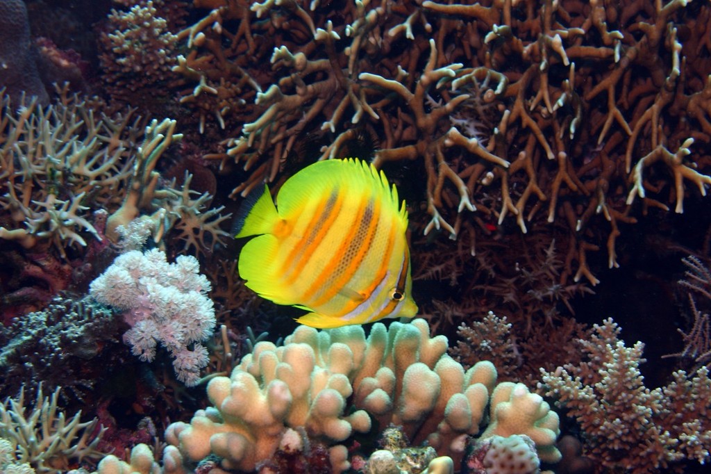 A butterflyfish, Chaetodon rainfordi, feeding on coral polyps. Coral reefs are both a museum and a cradle for reef fishes. Association with coral reefs has provided fishes with both a stimulus for diversification, and a potential refuge in a time of high extinction. ©  João Paulo Krajewski / ARC http://www.coralcoe.org.au/